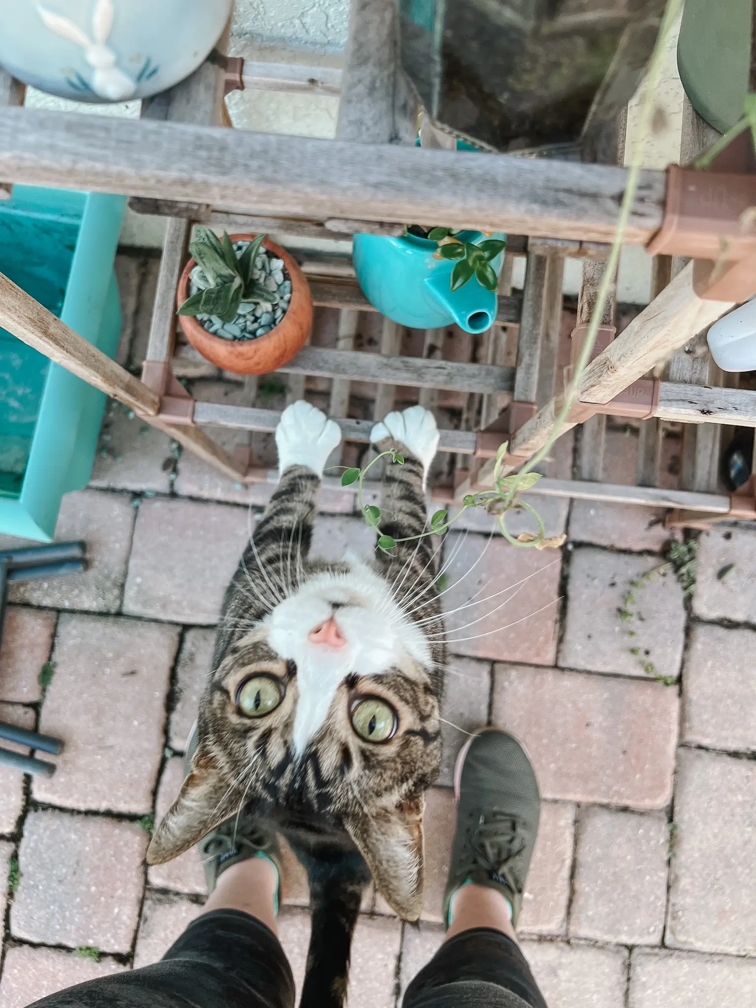 Polydactyl Cats FAQ - 18 - Cats & Coffee Hemingway cat with extra toes