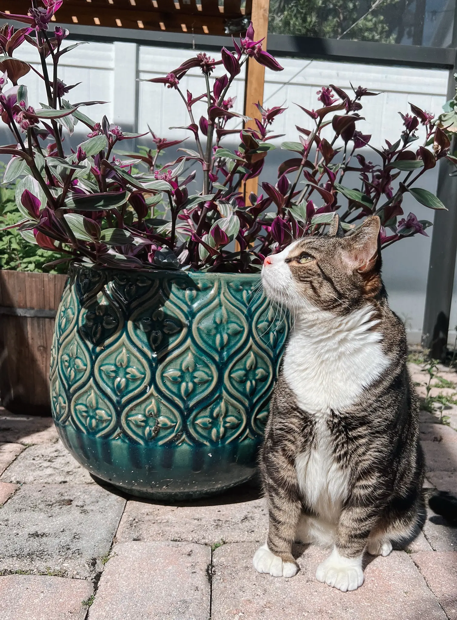 Polydactyl Cats FAQ - 24 - Cats & Coffee Polydactyl Cats FAQ