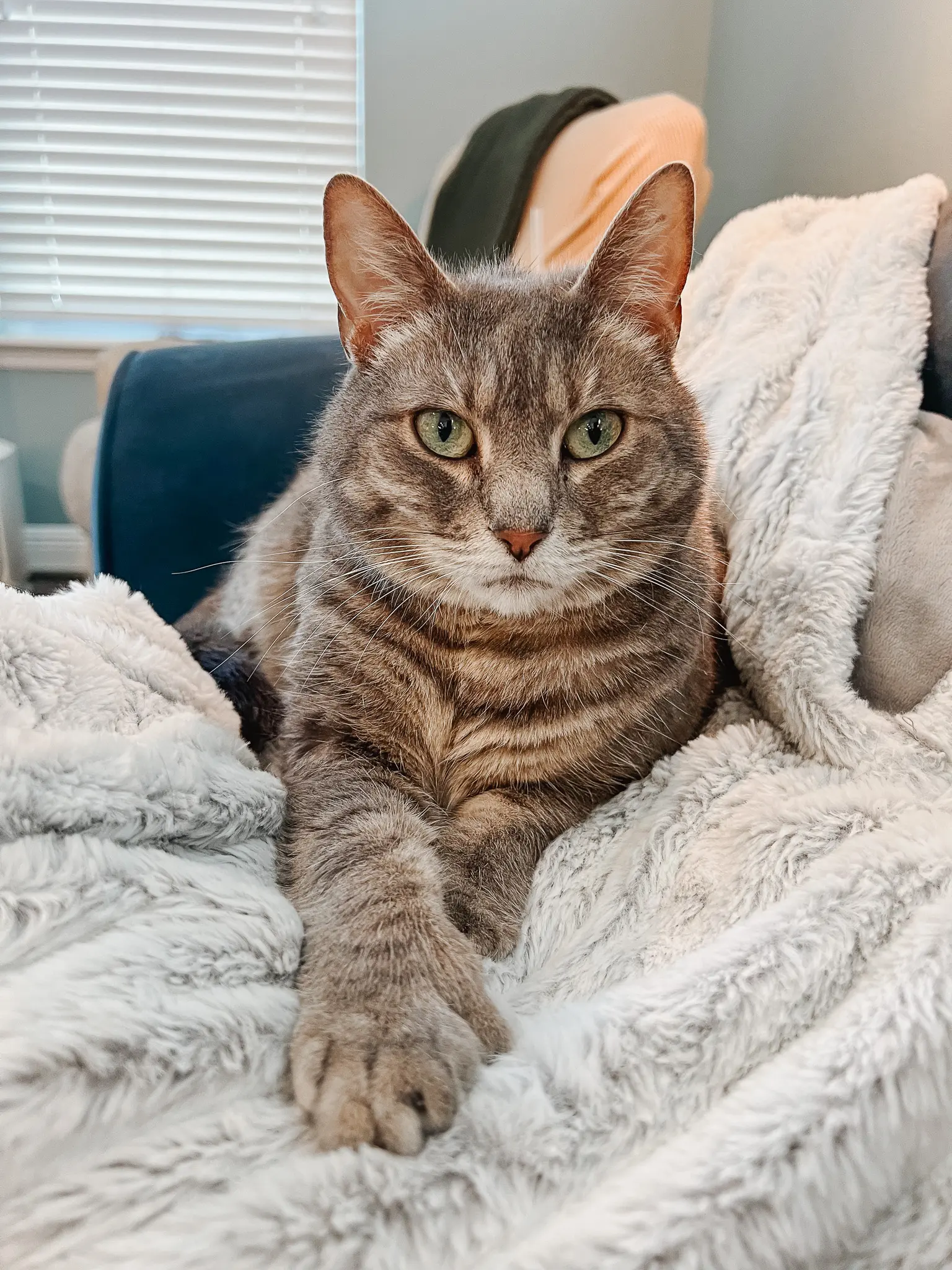 Polydactyl Cats FAQ - 25 - Cats & Coffee Polydactyl Cats FAQ