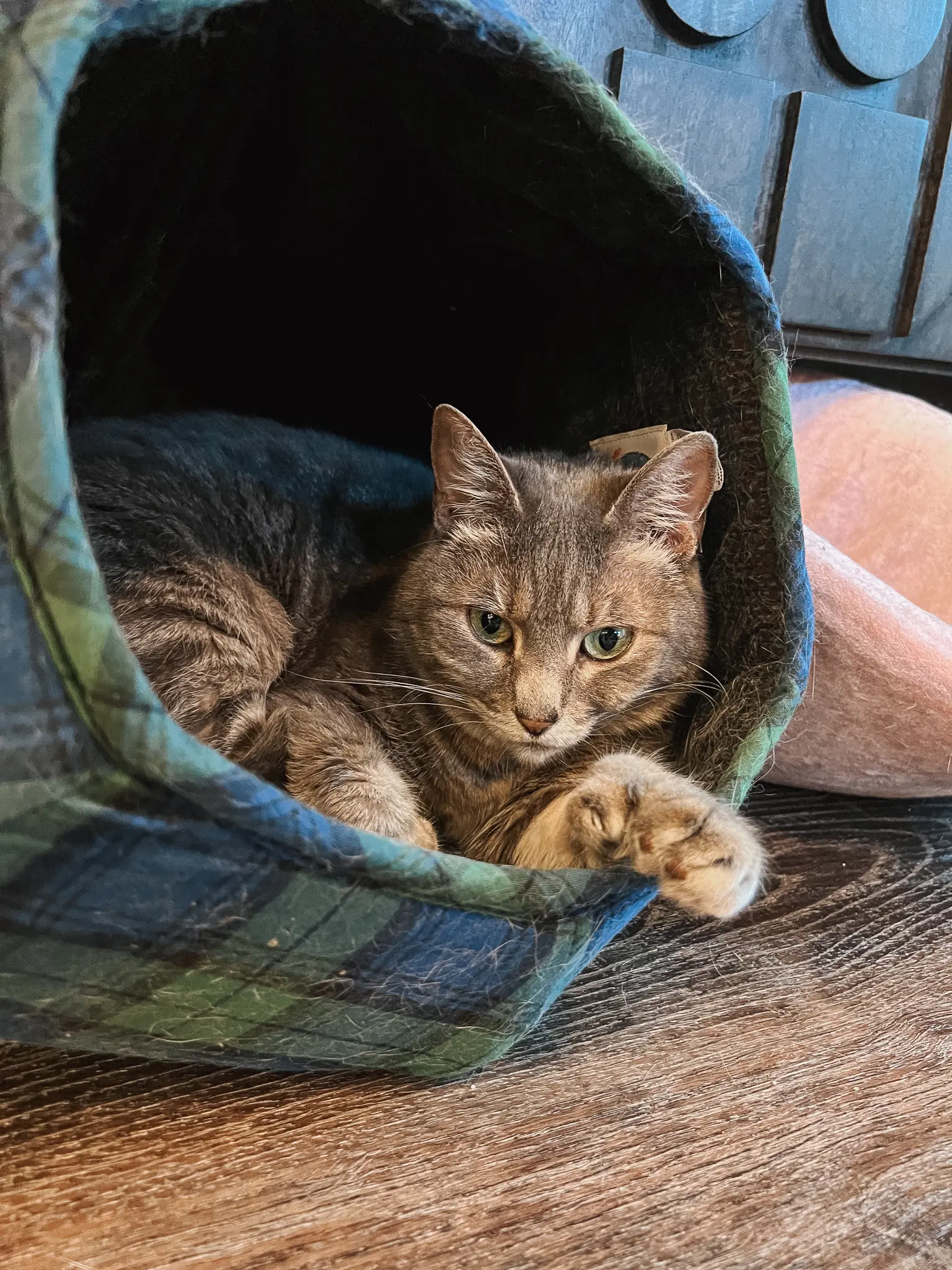 Polydactyl Cats FAQ - 38 - Cats & Coffee Polydactyl Cats FAQ
