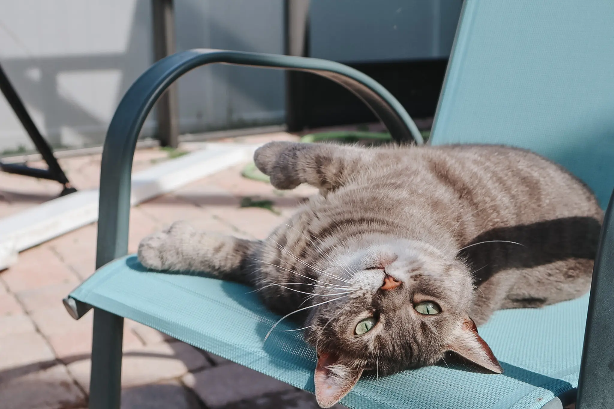 Polydactyl Cats FAQ - 40 - Cats & Coffee Gray hemingway tabby cat with polydactyl paws