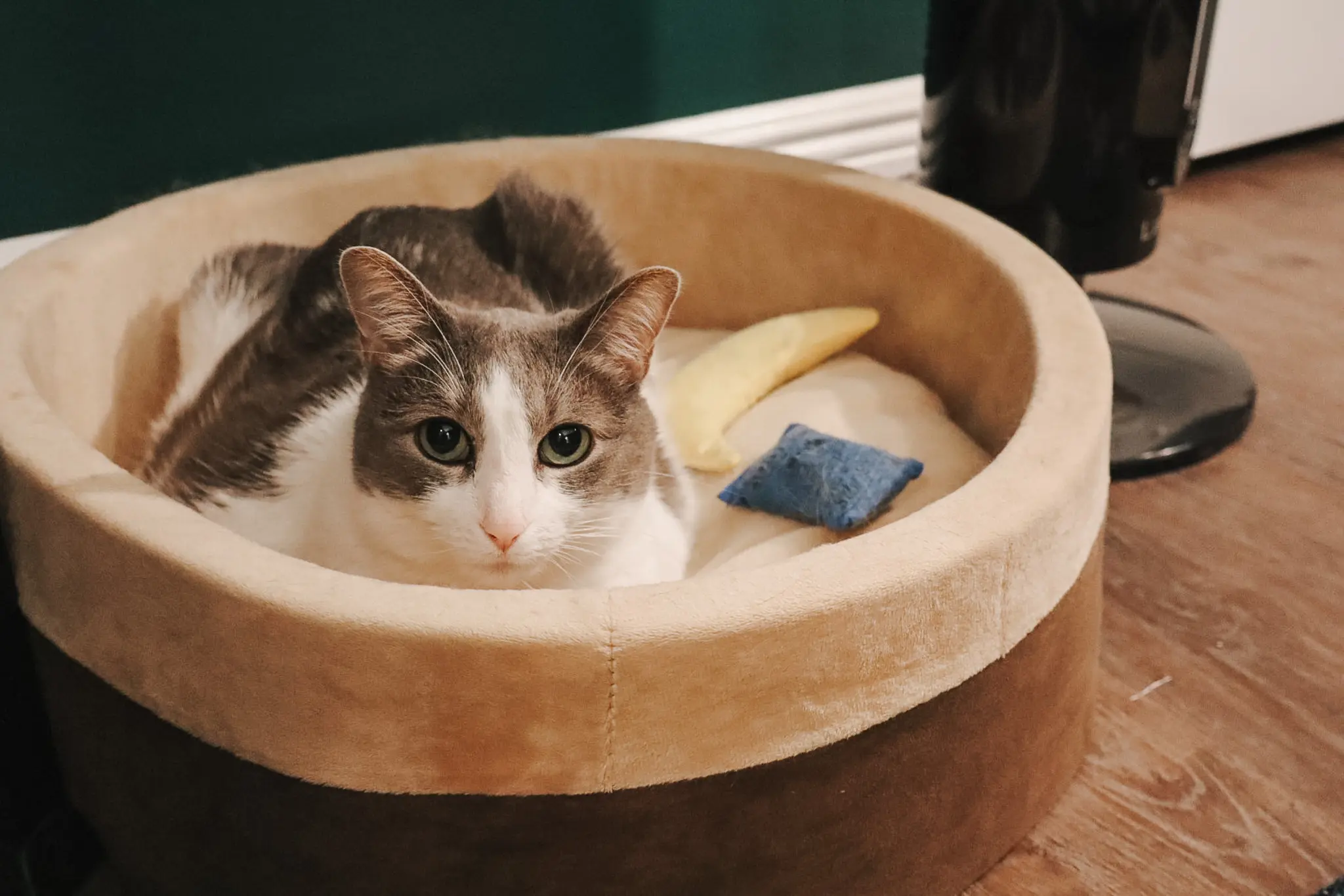 Cozy Cat Beds - 1 - Cats & Coffee Cozy Cat Beds