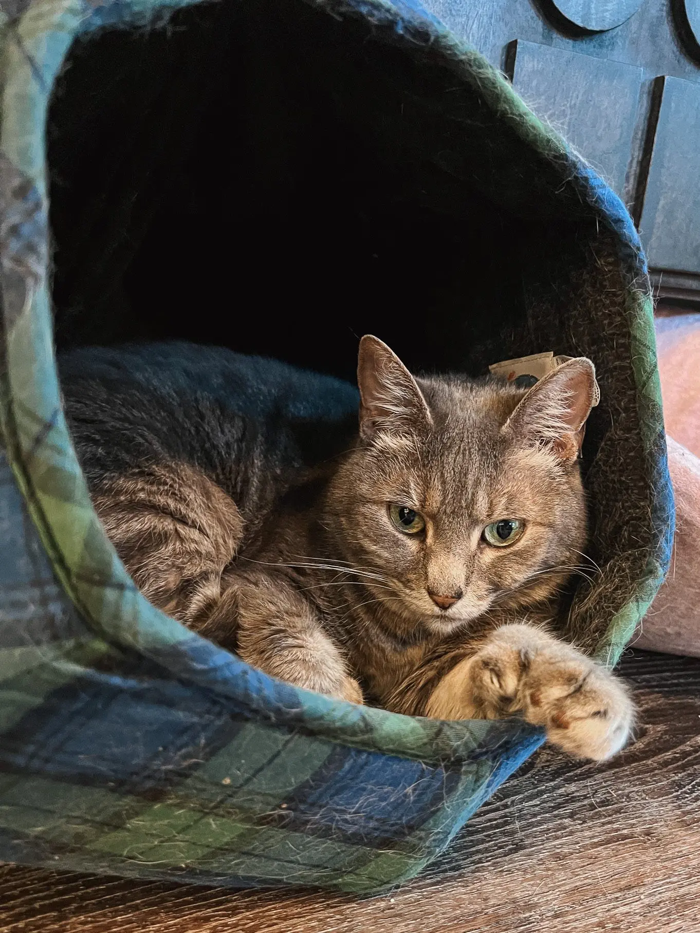 Cozy Cat Beds - 2 - Cats & Coffee The Cat Ball pet bed - How to Create a Cat-Friendly Home & Cozy Cat Haven