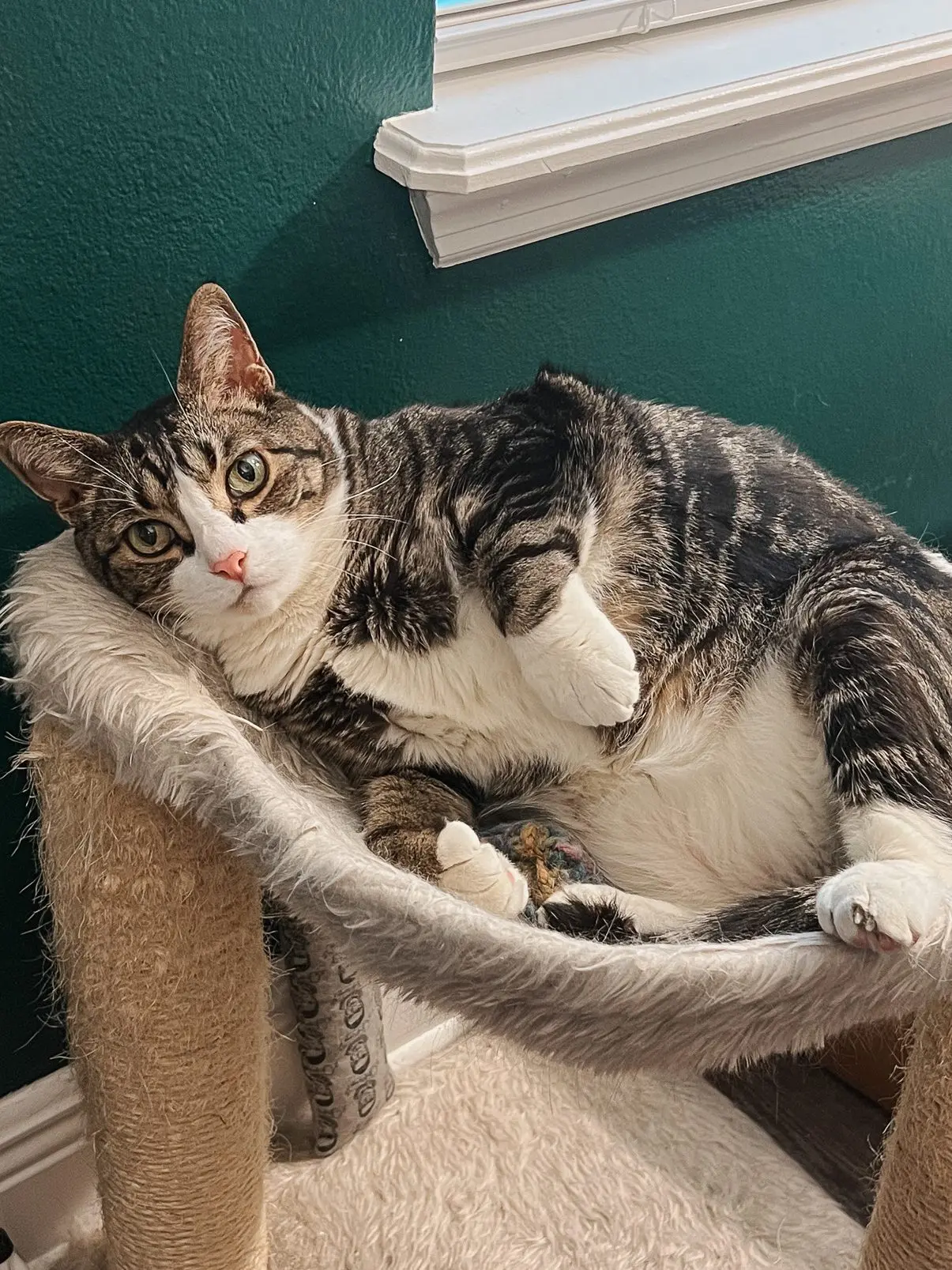 Cozy Cat Beds - 3 - Cats & Coffee Cozy Cat Beds