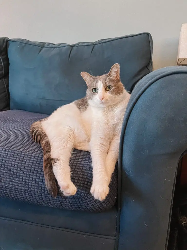 Emory on the Couch - Cats & Coffee My cat on blue couch covers