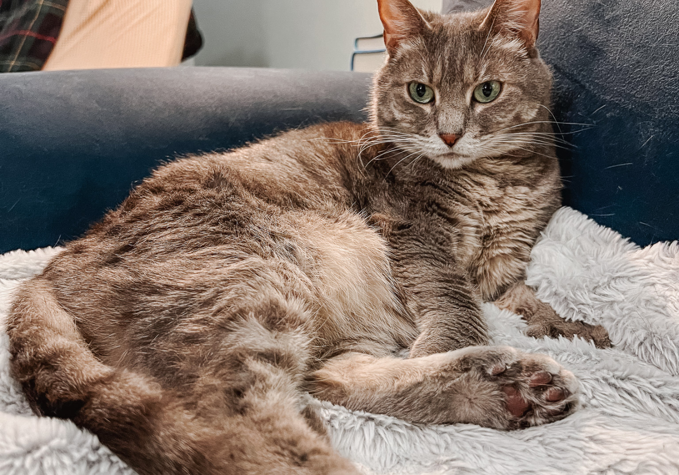 How to Create a Cat Friendly Home Cat Haven 3 - Cats & Coffee How to Create a Cat Friendly Home & Cat Haven