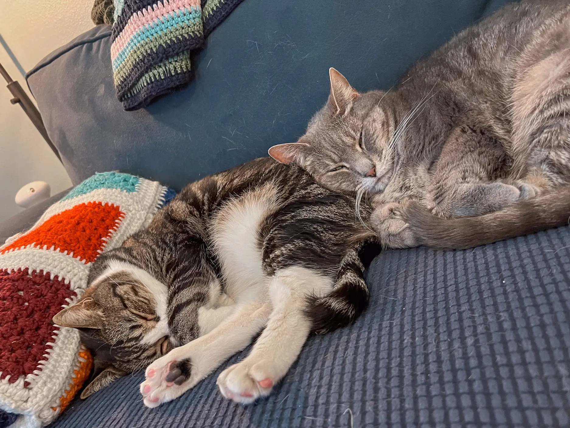 Louis and Olivia cat napping - Cats & Coffee Louis and Olivia cat napping