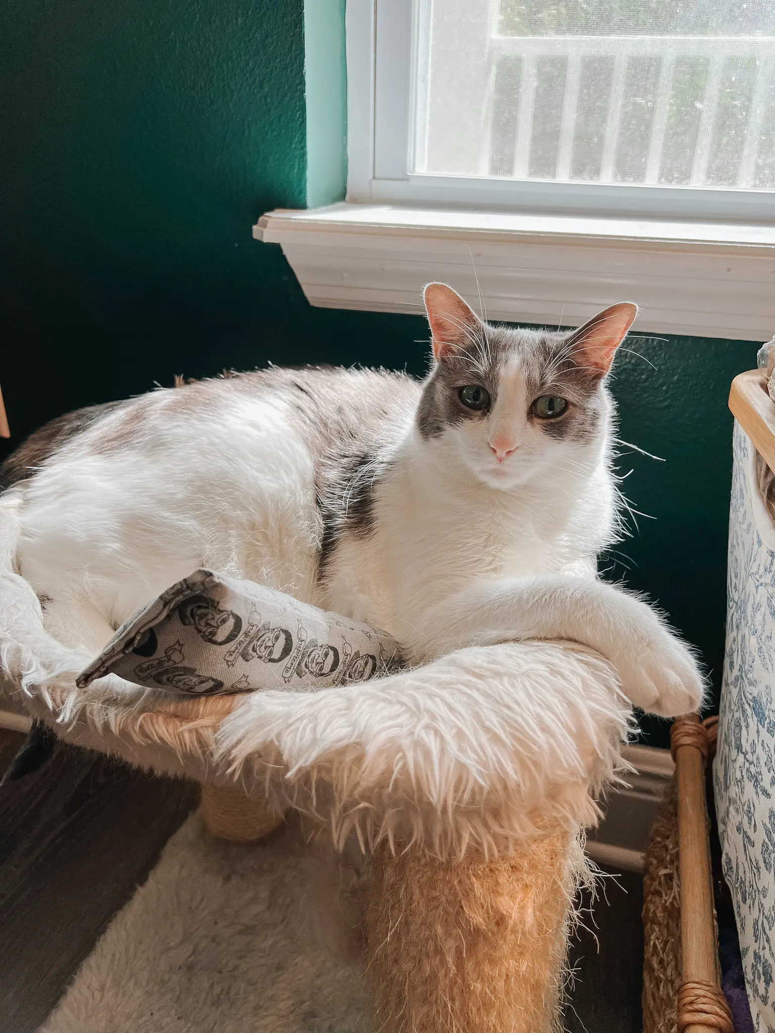 Unique Cat Furniture Stylish Cat Trees Scratching Posts Fancy Cat Furniture 11 - Cats & Coffee Cat Beds & Perches That Feel Like Home Decor