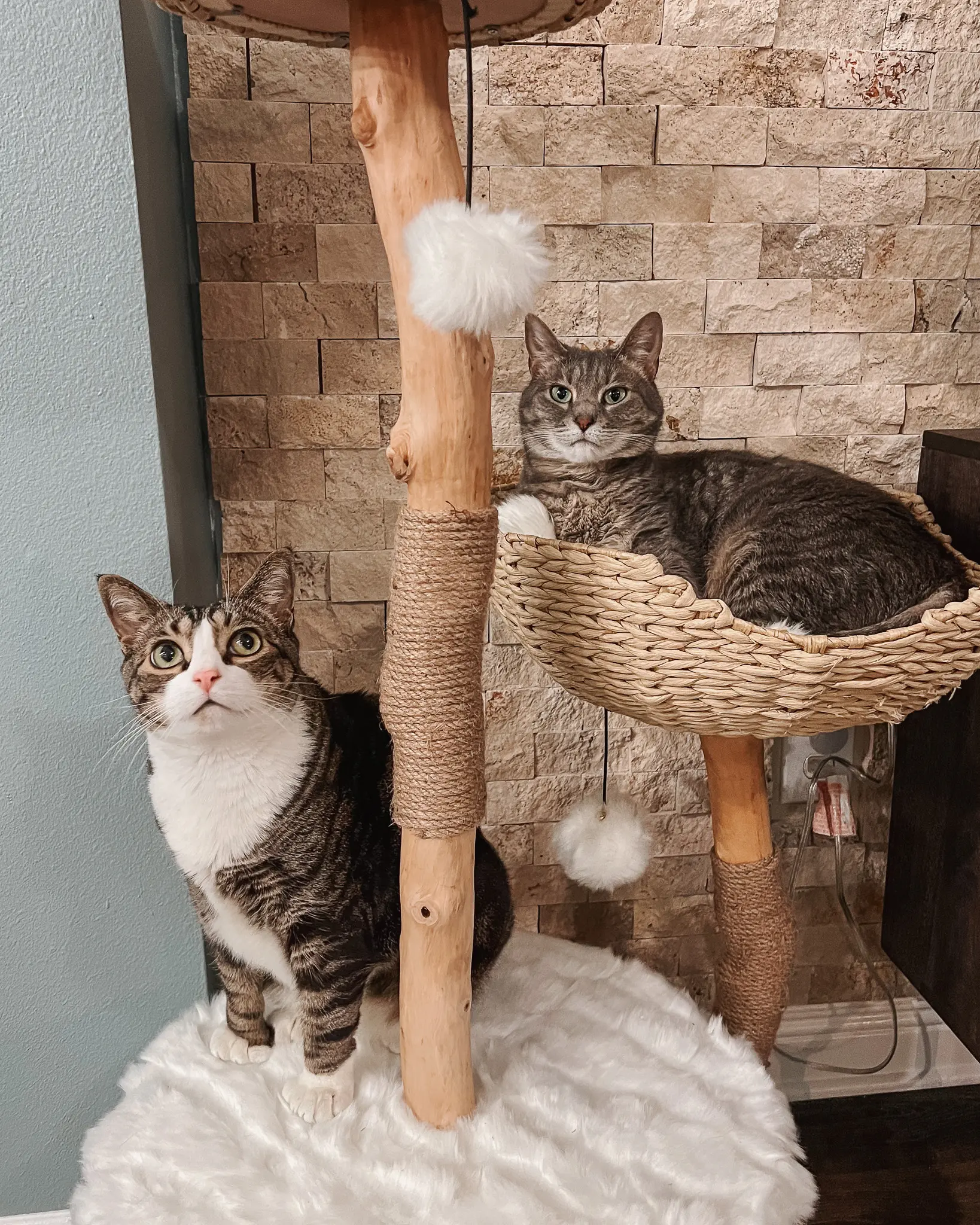 Unique Cat Furniture Stylish Cat Trees Scratching Posts Fancy Cat Furniture 14 - Cats & Coffee Gray tabby cat in a woven basket and brown and whtie tabby cat sitting on a fluffy cat condo on a modern style cat tree