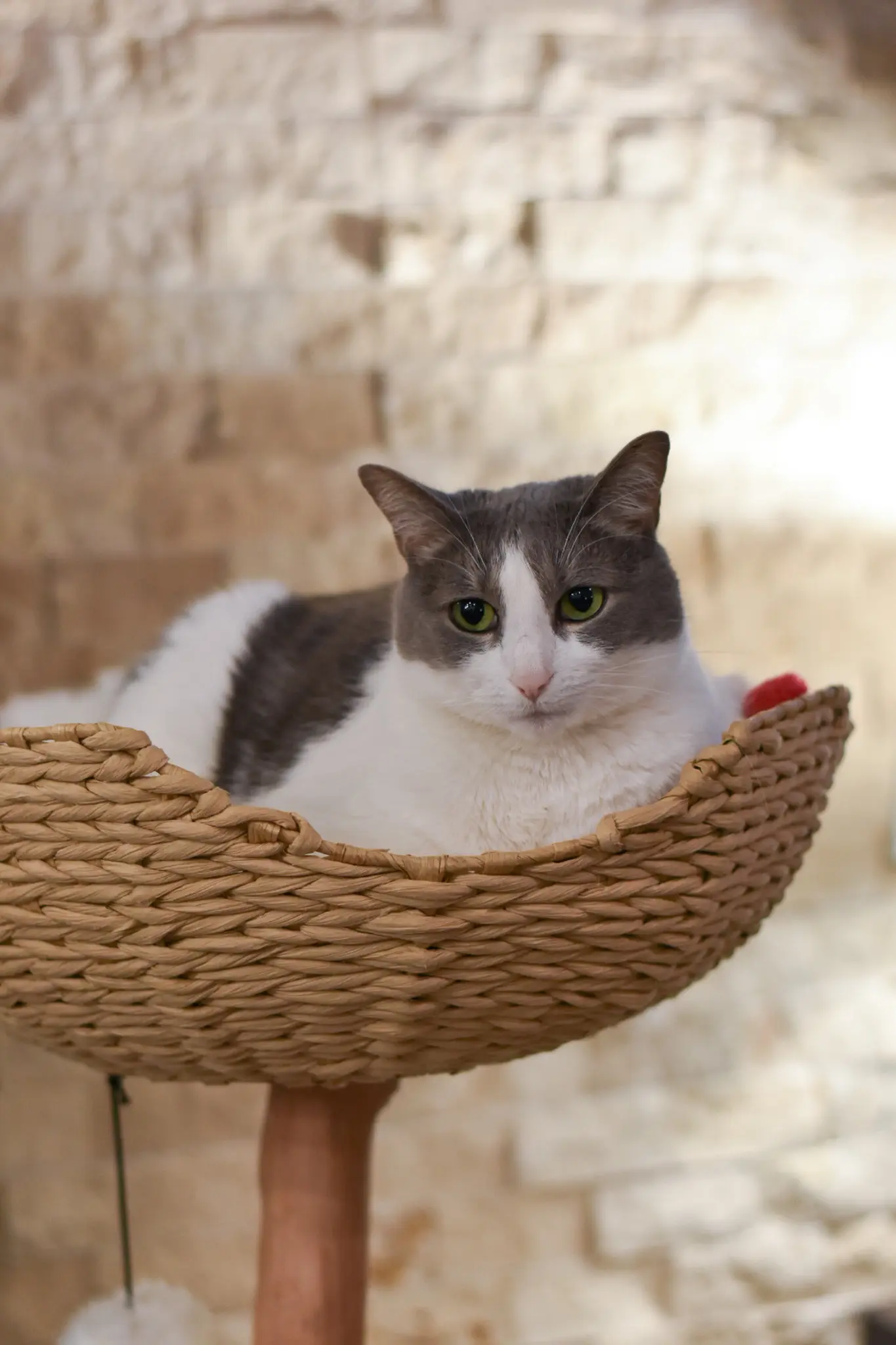 Unique Cat Furniture Stylish Cat Trees Scratching Posts Fancy Cat Furniture 4 - Cats & Coffee Gray tabby cat in a woven basket on a modern style cat tree