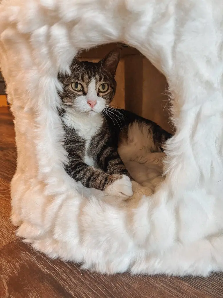 Unique Cat Furniture Stylish Cat Trees Scratching Posts Fancy Cat Furniture 9 - Cats & Coffee