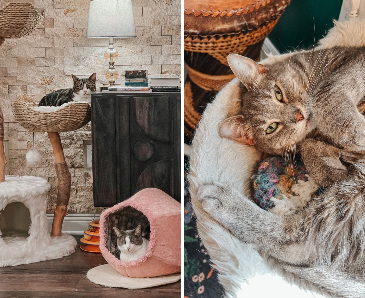 Unique Cat Furniture – Stylish Cat Trees, Scratching Posts, & Fancy Cat Furniture