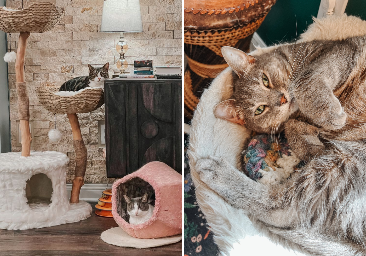 Unique Cat Furniture Accessories - Cats & Coffee Unique Cat Furniture – Stylish Cat Trees, Scratching Posts, & Fancy Cat Furniture