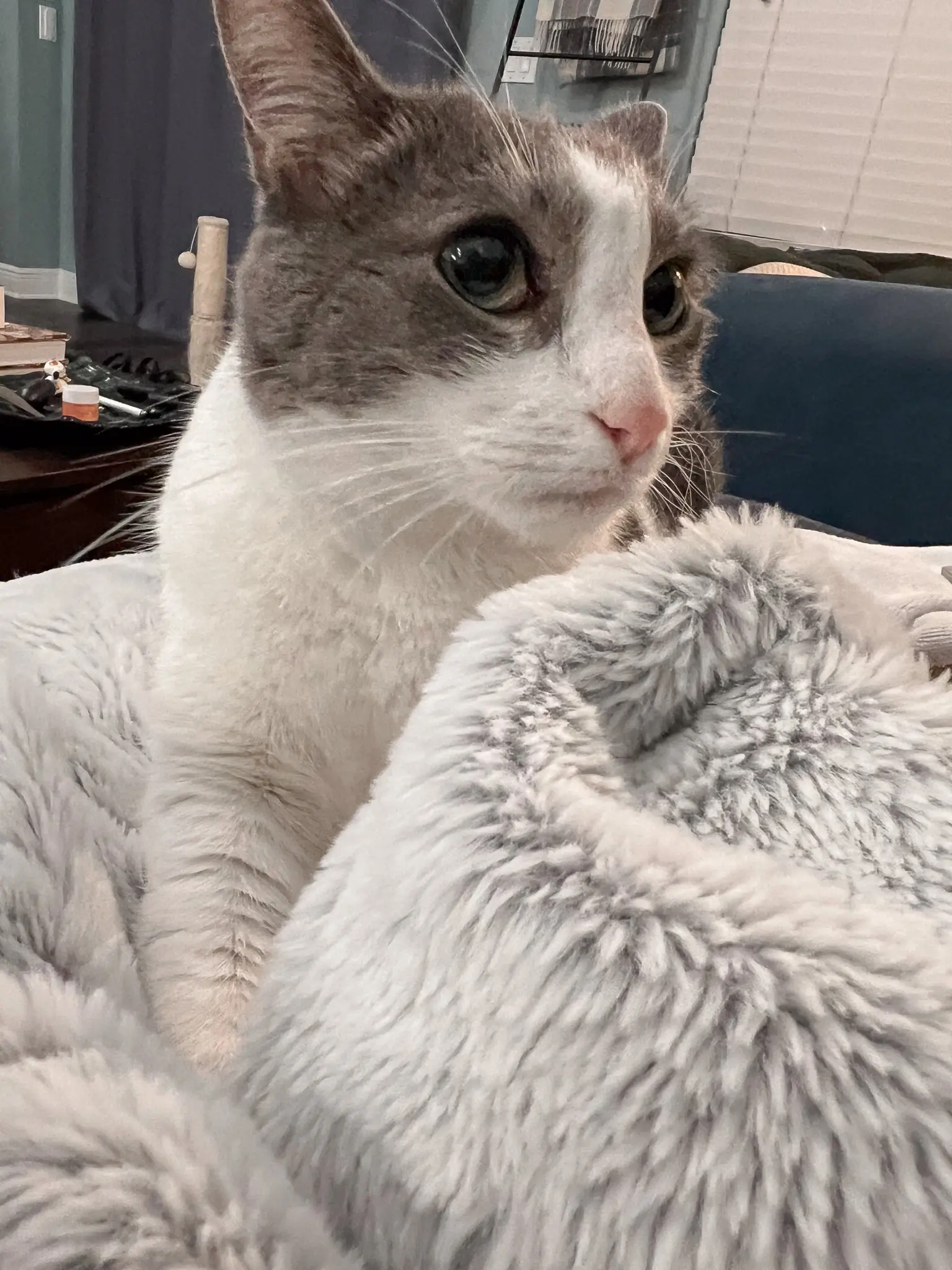 Why Do Cats Cuddle Understanding Your Cuddly Cat 15 - Cats & Coffee Understanding Your Cuddly Cat - Cat Mom Life