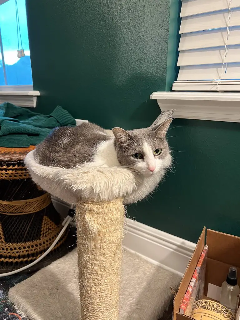 Why Do Cats Cuddle Understanding Your Cuddly Cat 25 - Cats & Coffee