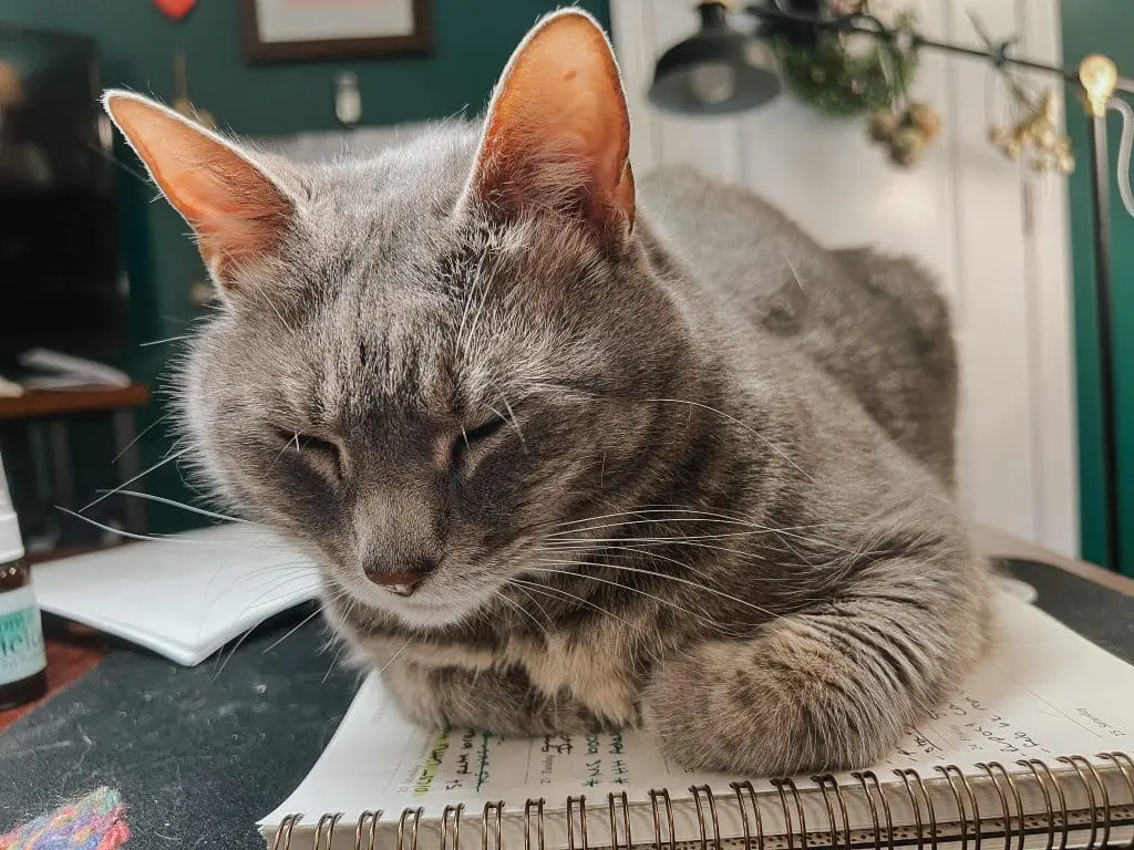 Why Do Cats Cuddle Understanding Your Cuddly Cat 31 - Cats & Coffee Understanding Your Cuddly Cat - Cat Mom Life
