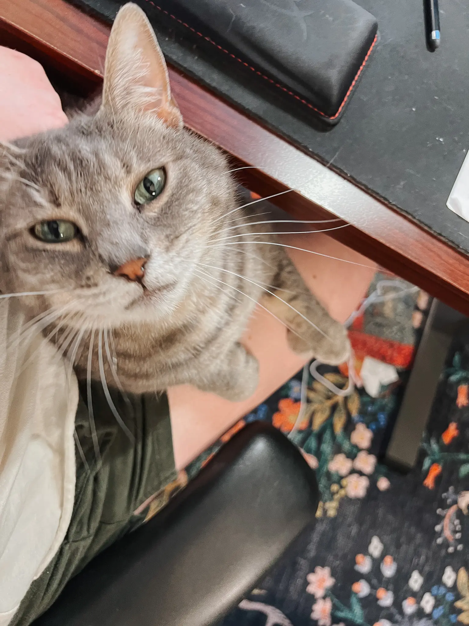 Why Do Cats Cuddle Understanding Your Cuddly Cat 32 - Cats & Coffee Understanding Your Cuddly Cat - Cat Mom Life