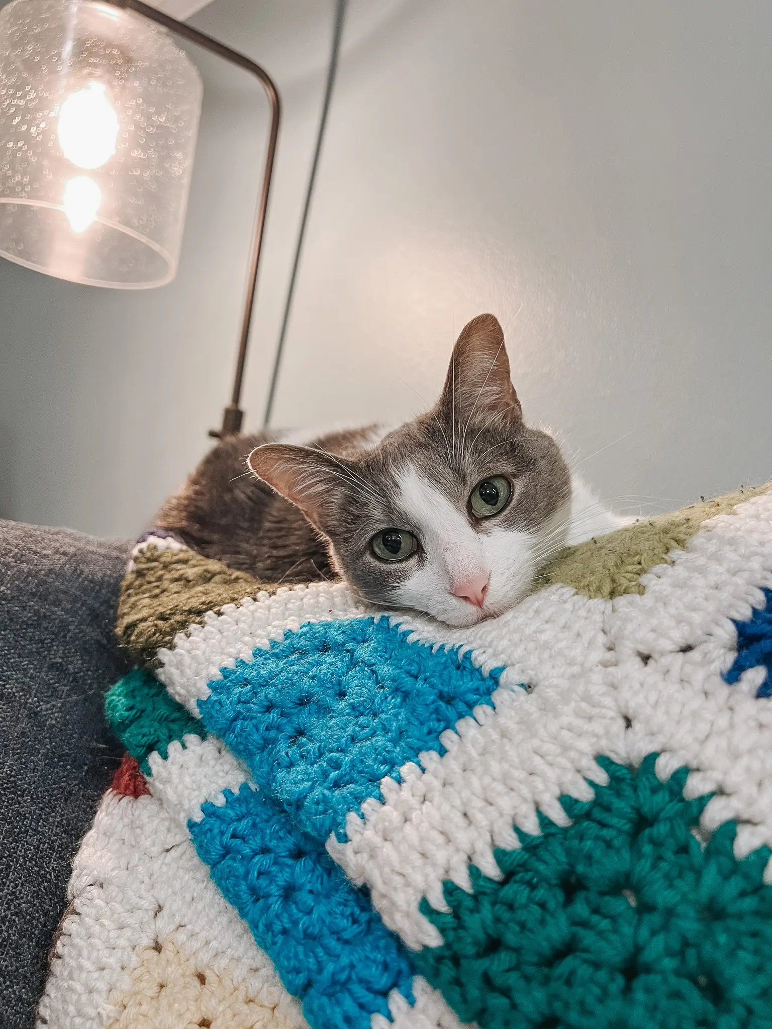 Why Do Cats Cuddle Understanding Your Cuddly Cat 37 - Cats & Coffee Why Do Cats Cuddle? Understanding Your Cuddly Cat