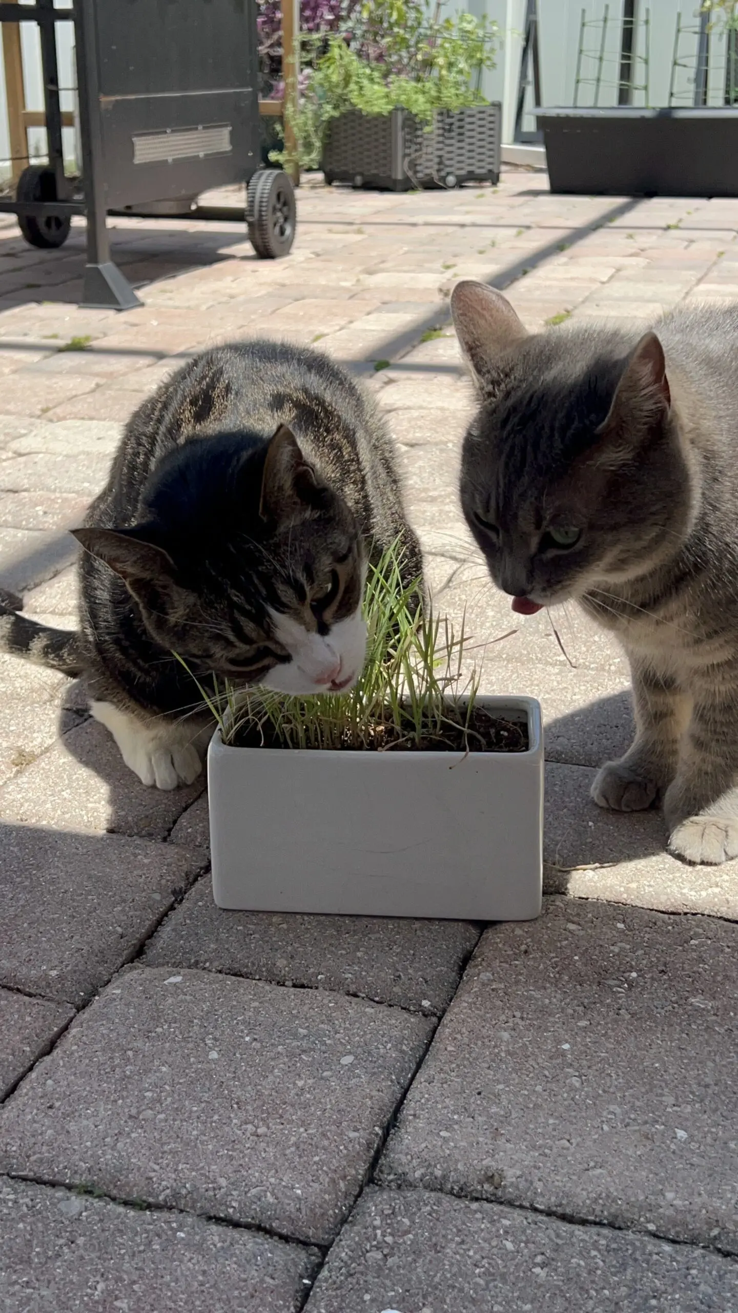 Cats Cat Grass - Cats & Coffee Cats exploring garden plants safely inside a screened porch catio
