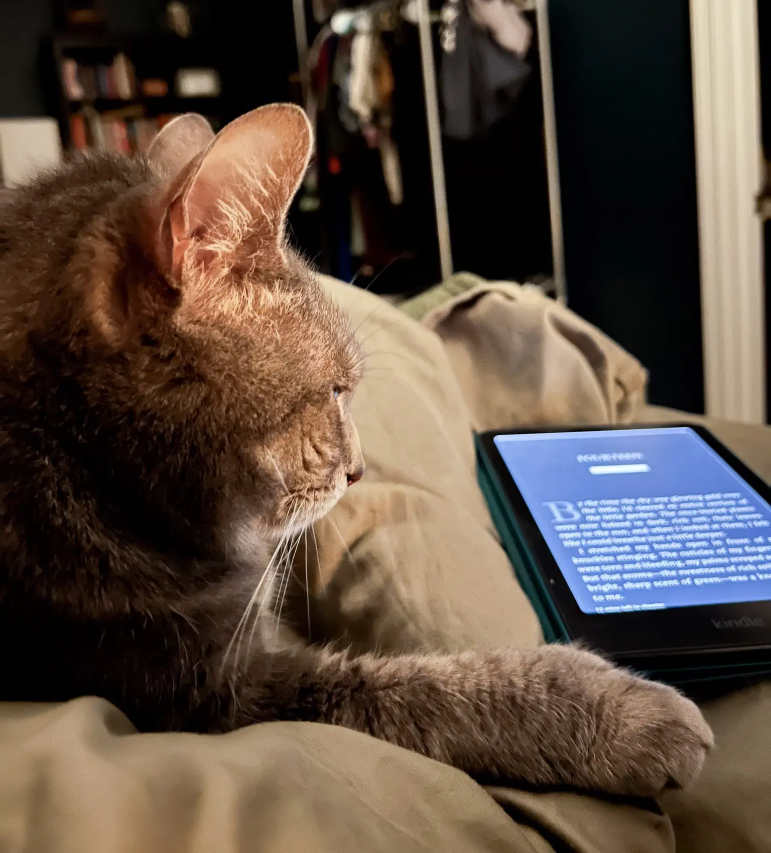 Cozy Reading Setup - Kindle Cat - Cats & Coffee Cozy Reading Setup - Kindle Cat