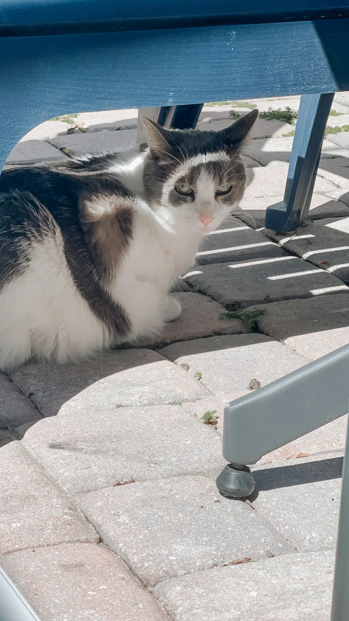 The Best Catio Ideas for Happy Safe Indoor Cats This Summer 1 - Cats & Coffee Cat lounging in personalized catio balcony setup on screened patio