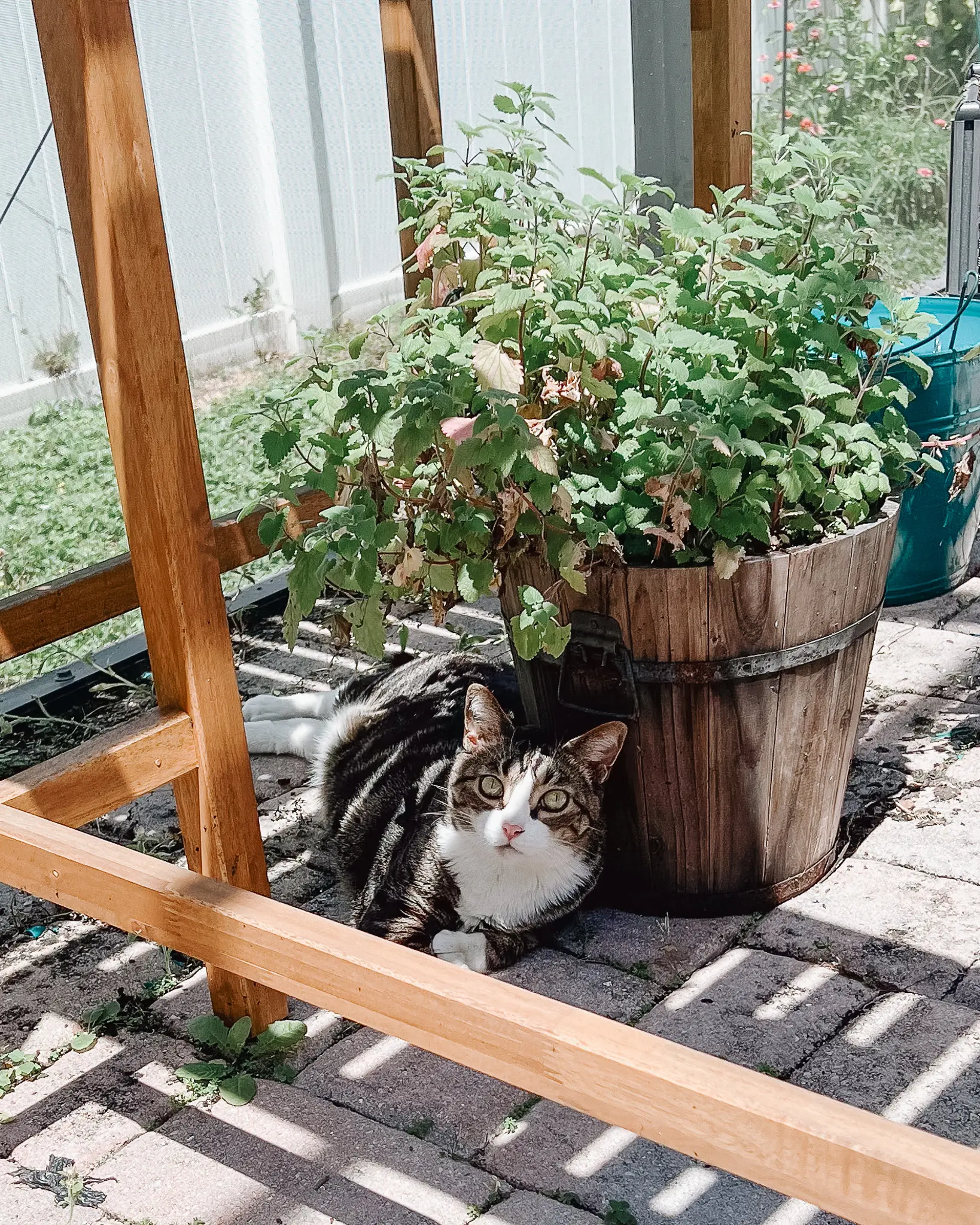 The Best Catio Ideas for Happy Safe Indoor Cats This Summer 11 - Cats & Coffee Fun Plants for Cats Grow Your Own Cat Garden - Catnip
