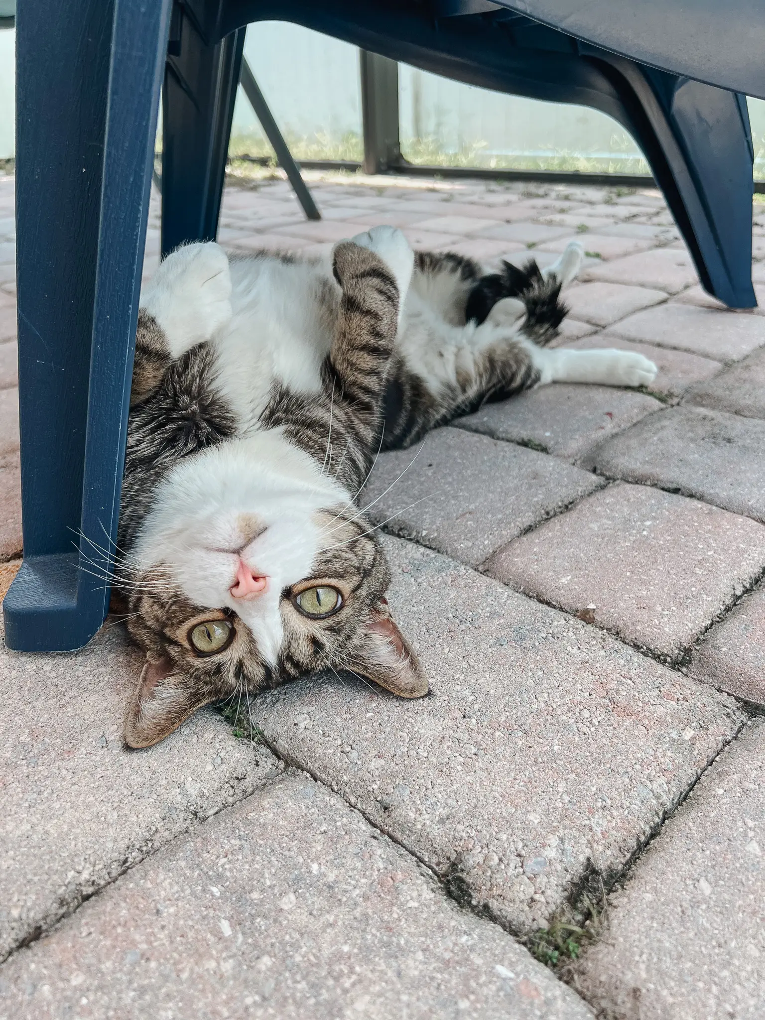 The Best Catio Ideas for Happy Safe Indoor Cats This Summer 16 - Cats & Coffee Shaded catio with outdoor furniture — lifestyle catio plans for summer