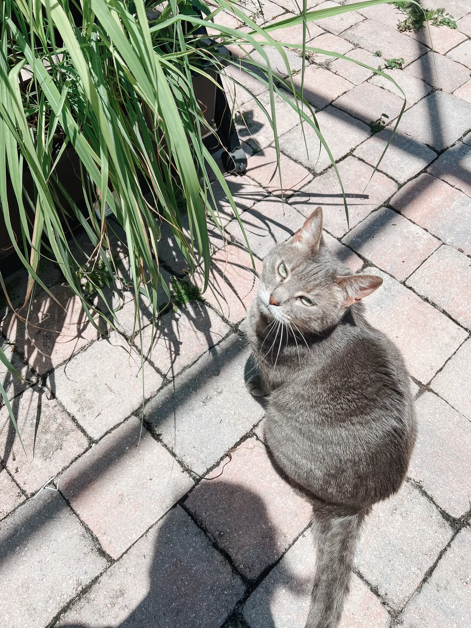 The Best Catio Ideas for Happy Safe Indoor Cats This Summer 19 - Cats & Coffee Cat sitting in sunbeam — peaceful screened in catio with pet-safe plants