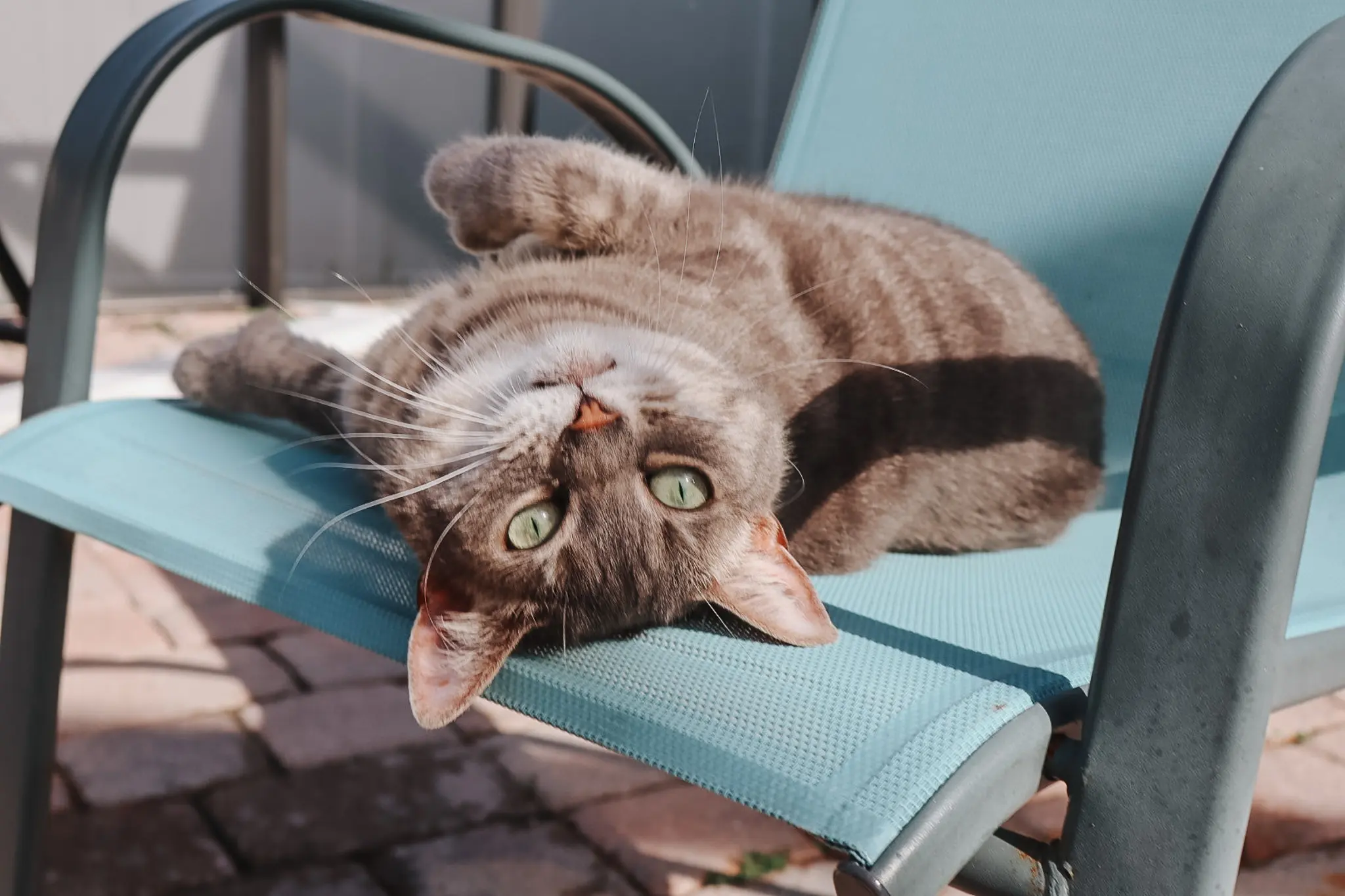 The Best Catio Ideas for Happy Safe Indoor Cats This Summer 3 - Cats & Coffee Pet cat lounging on patio chair — cozy screened in porch for cats
