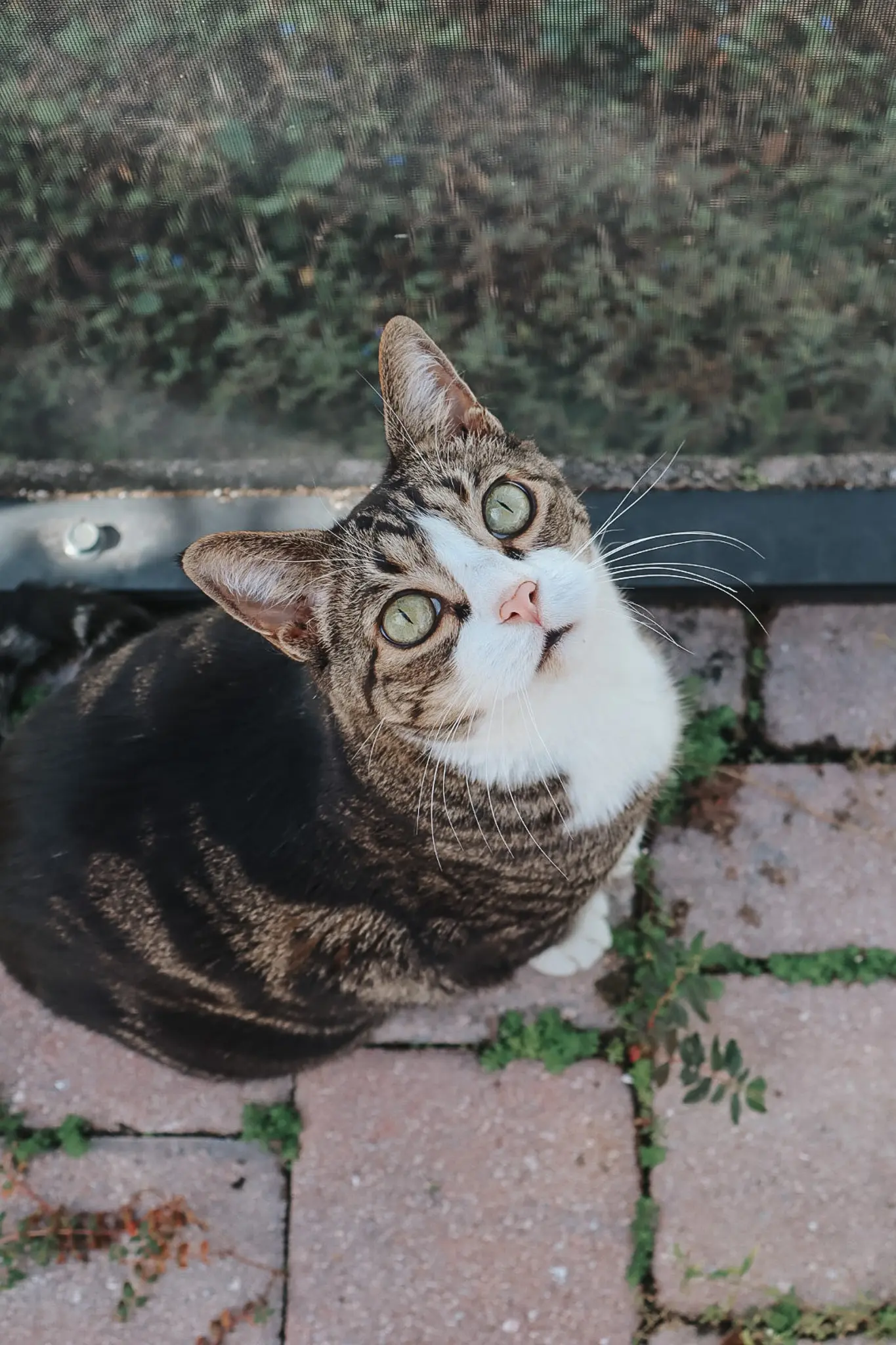 The Best Catio Ideas for Happy Safe Indoor Cats This Summer 6 - Cats & Coffee
