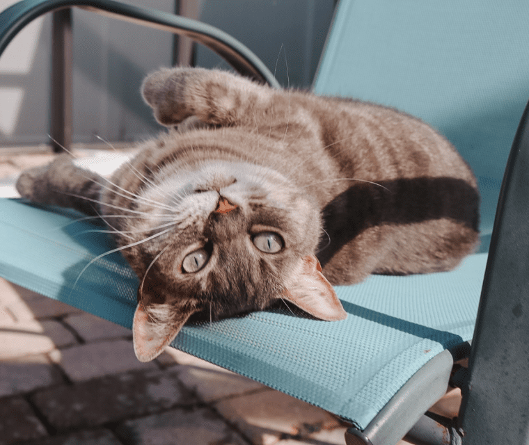 The Best Catio Ideas for Happy, Safe Indoor Cats This Summer