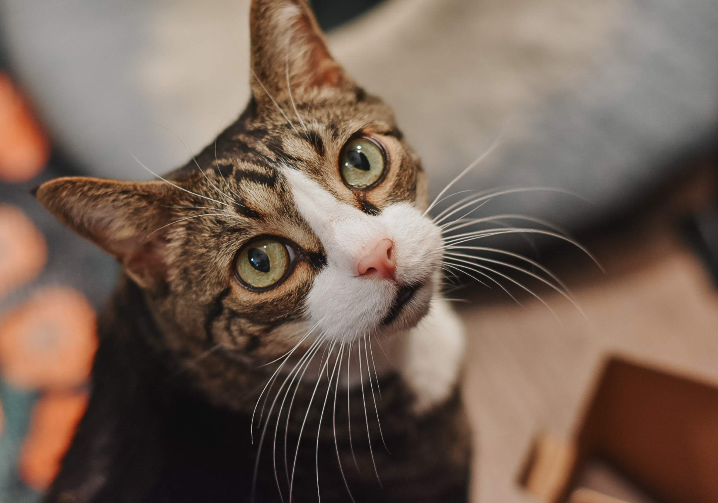 5 Low-Effort Cat Habits That Make Busy Days Easier 1 - Cats & Coffee 5 Low-Effort Cat Habits That Make Busy Days Easier