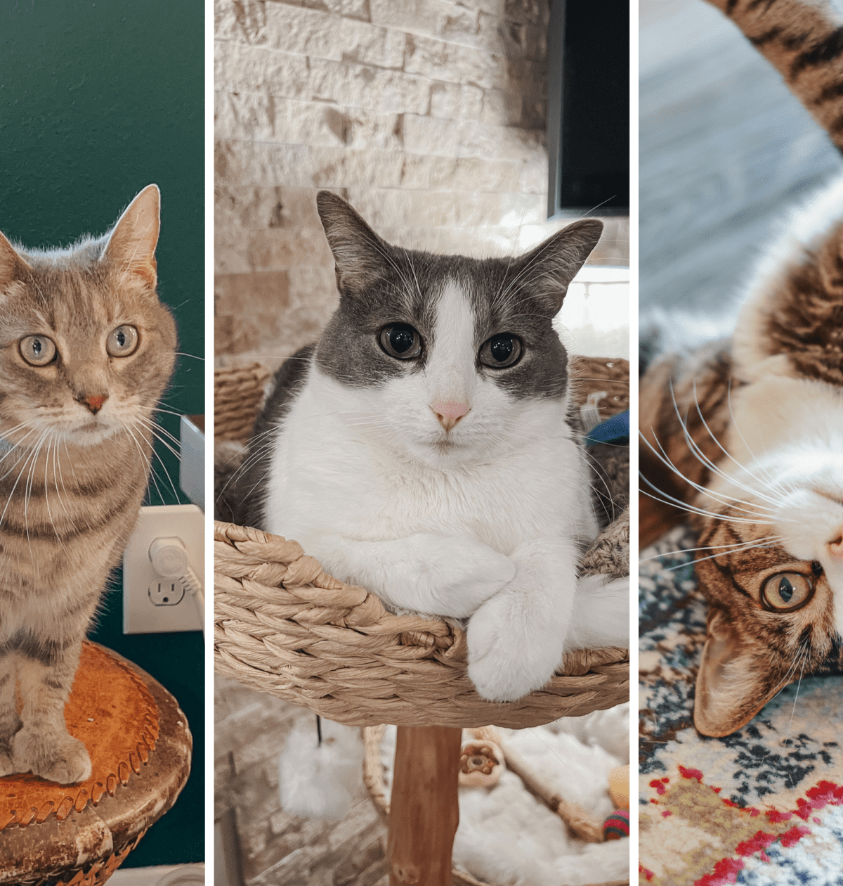 5 Low-Effort Cat Habits That Make Busy Days Easier