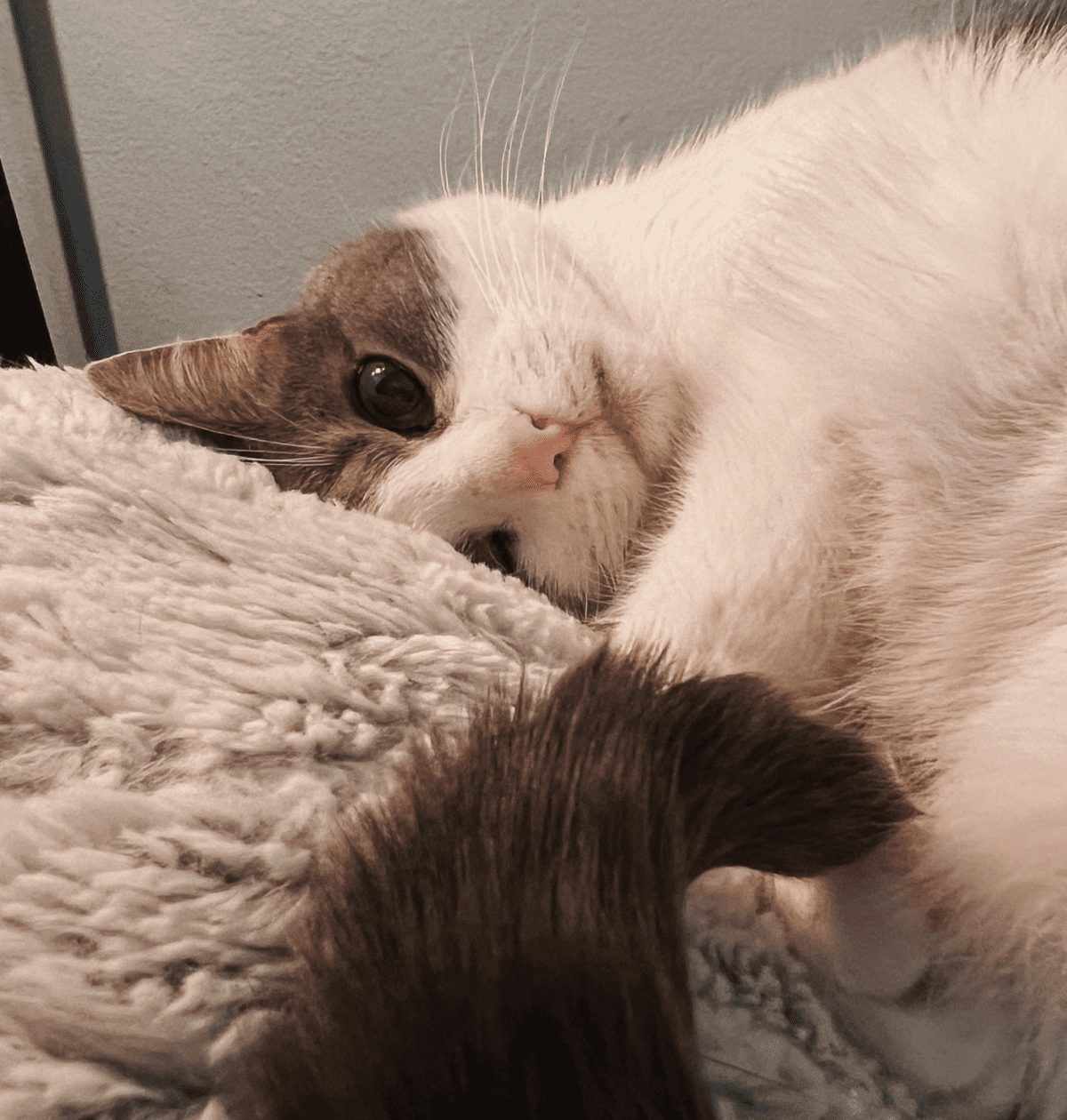 5-Step Cat Sitter Checklist - Cats & Coffee 5-Step Cat Sitter Checklist