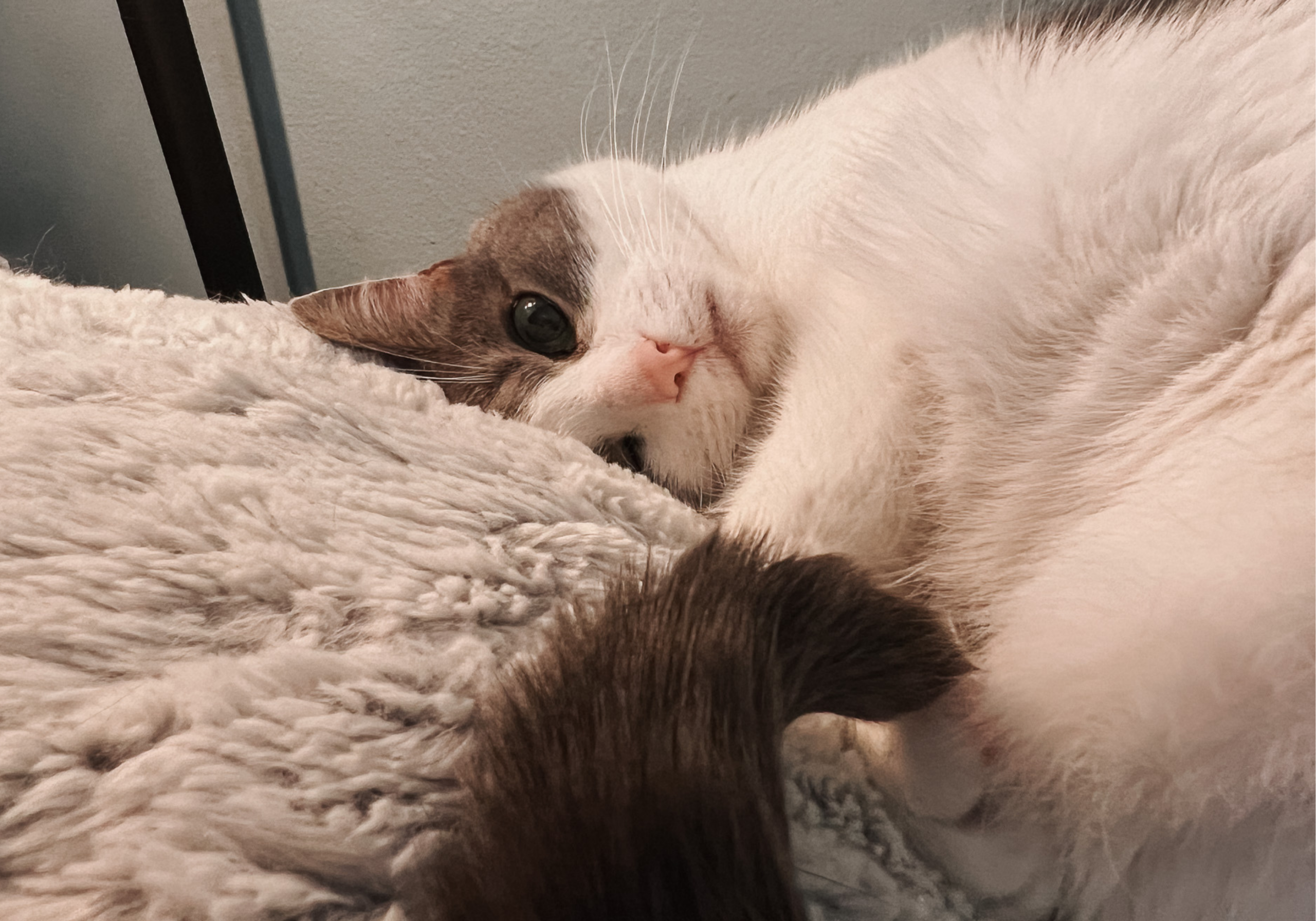 5-Step Cat Sitter Checklist - Cats & Coffee 5-Step Cat Sitter Checklist