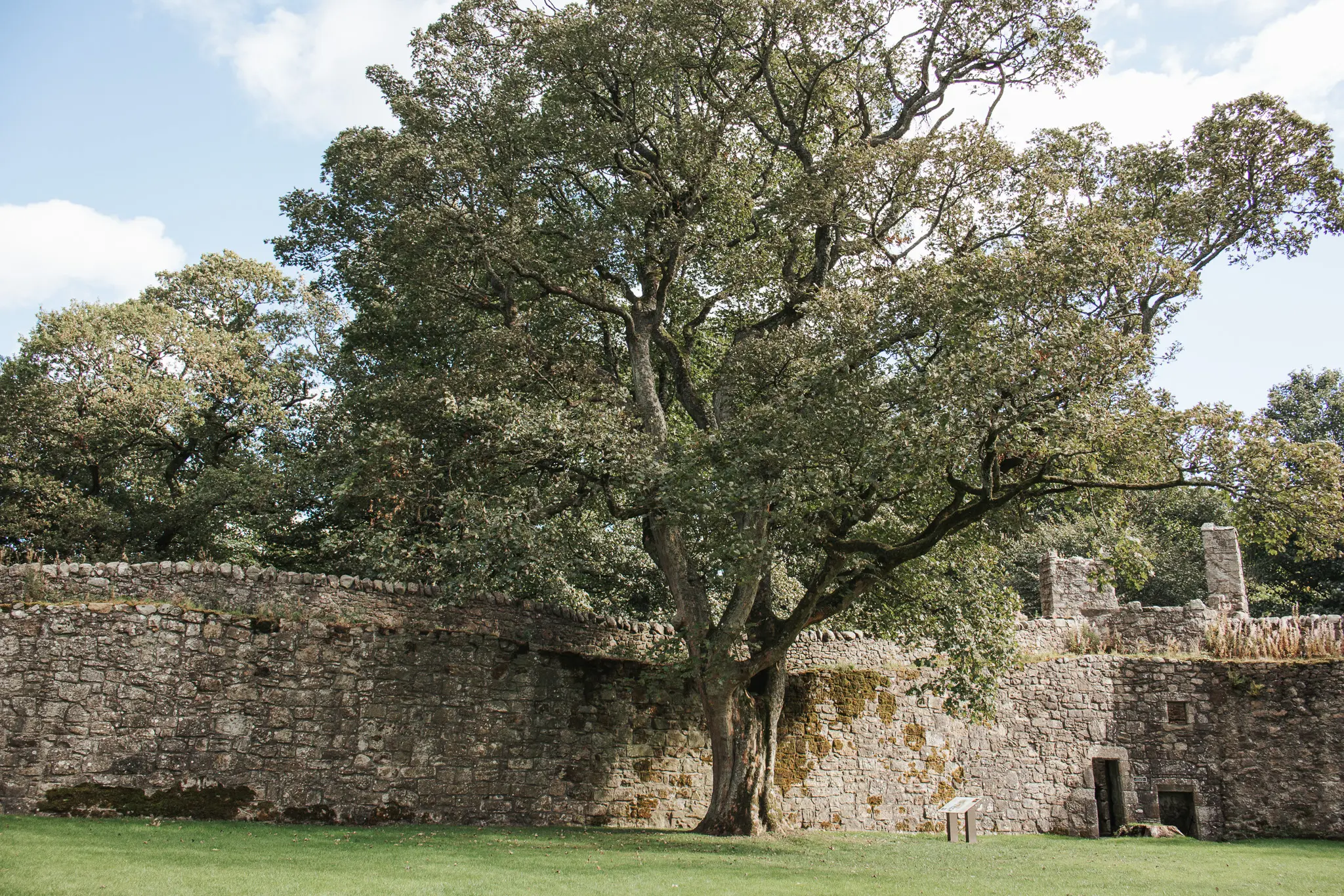 Loch Leven Tree - Cats & Coffee Loch Leven Castle Scotland