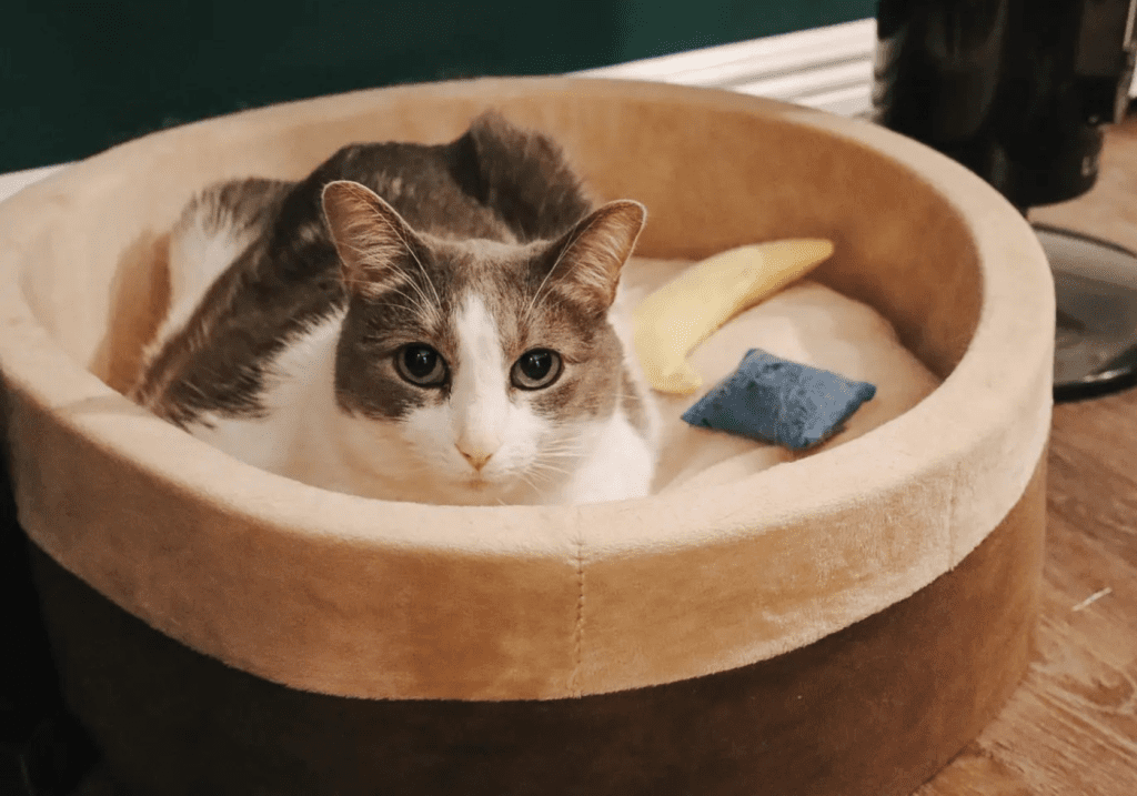 The Best Cat Beds That Cats Actually Use - Cats & Coffee The Best Cat Beds That Cats Actually Use