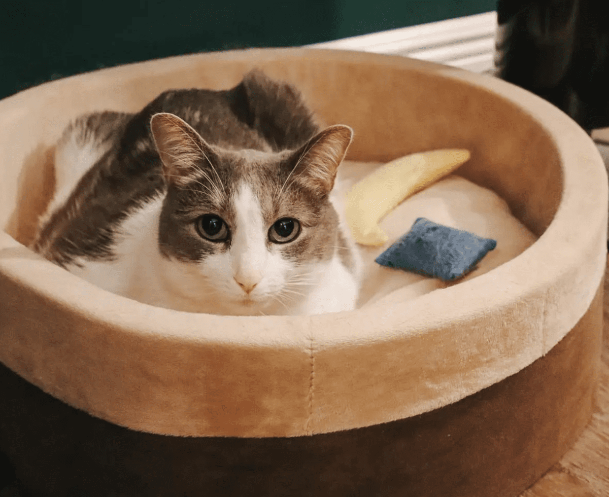 The Best Cat Beds That Cats Actually Use