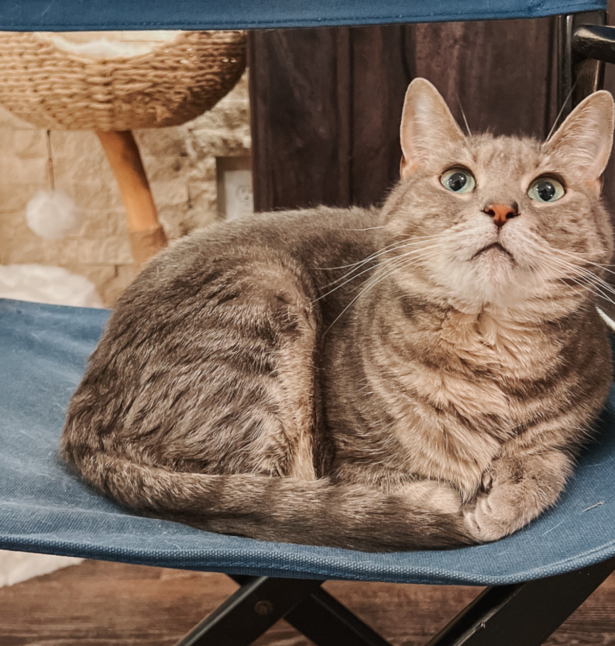 How to Prepare Cats for Visitors: Halloween, Holidays, & More