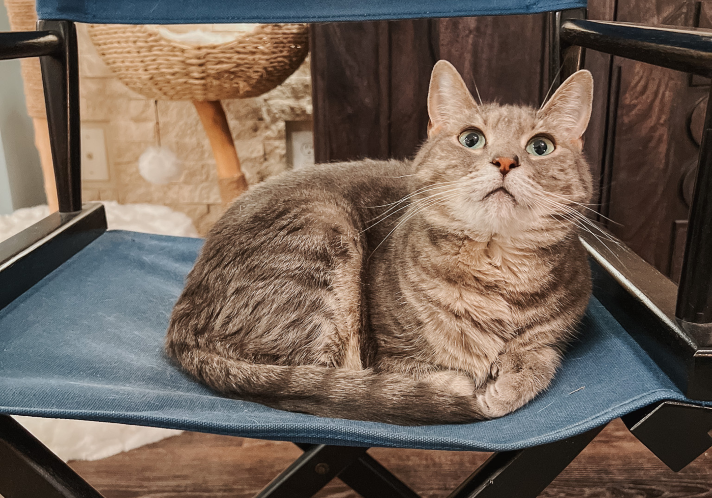 How to Prepare Cats for Visitors: Halloween, Holidays, & More