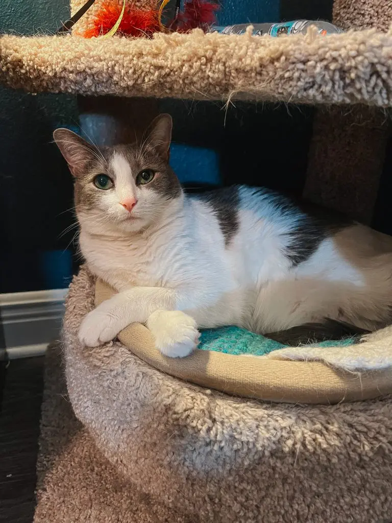Cat tree 3 - Cats & Coffee Gray-and-white cat with green eyes lounging on a beige carpeted cat tree, holding a small plush mouse toy.