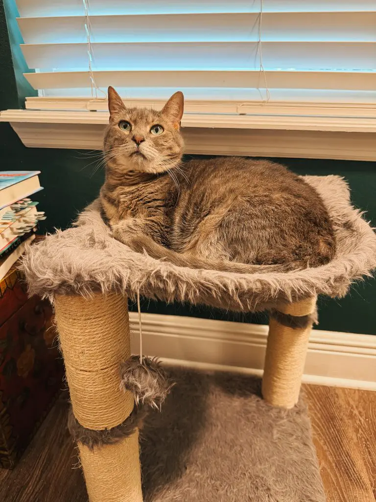 Cat tree 5 - Cats & Coffee Gray tabby cat lounging on a beige fluffy cat tree platform near a window with white blinds behind it.