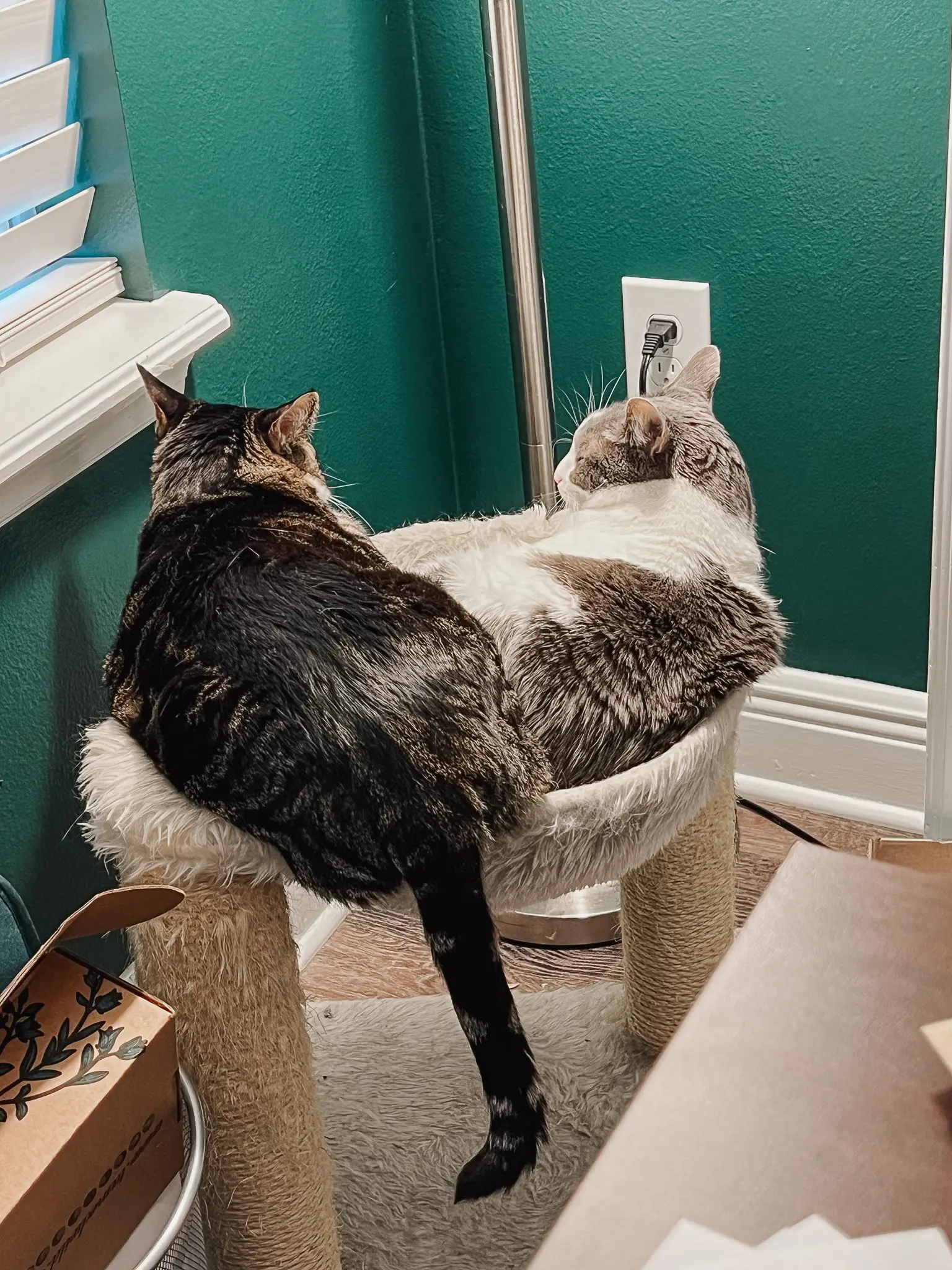 Cat tree2 - Cats & Coffee Two cats sit close together on a beige cat tree by a teal wall, facing away from the camera.