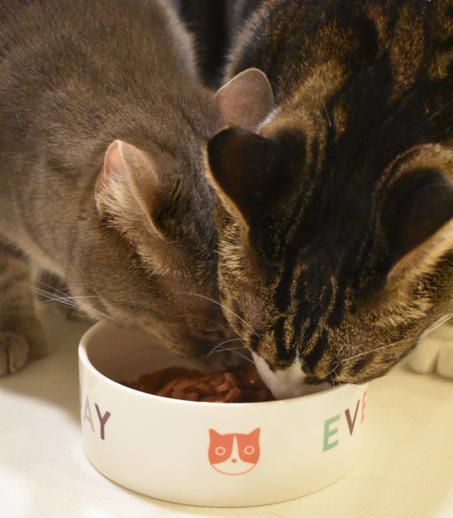 Louis & Olivia eating wet food together