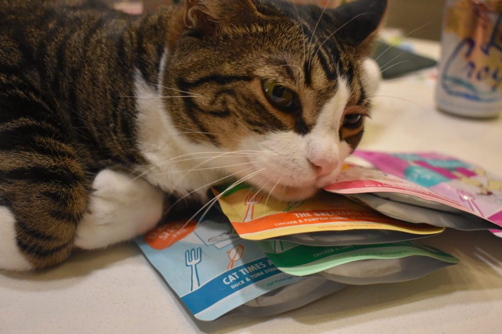 Louis, dark tabby, with Weruva wet food pouch envelopes. 