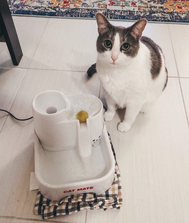 Cat Mom Life Promoting Water Consumption in Cats