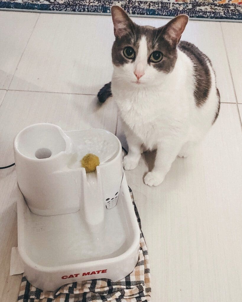 Emory with the Cat Mate Water Fountain