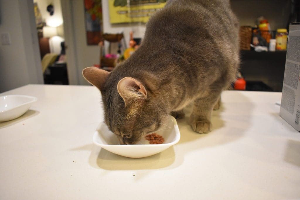 Gray tabby cat, Olivia, eating Weruva's Stew pouch wet food envelope.