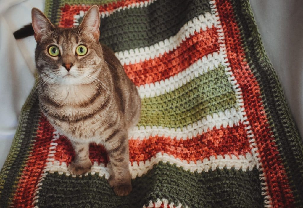 Olivia, gray tabby, sitting on top of a custom Critter Crafting Dog Mat in a rose theme