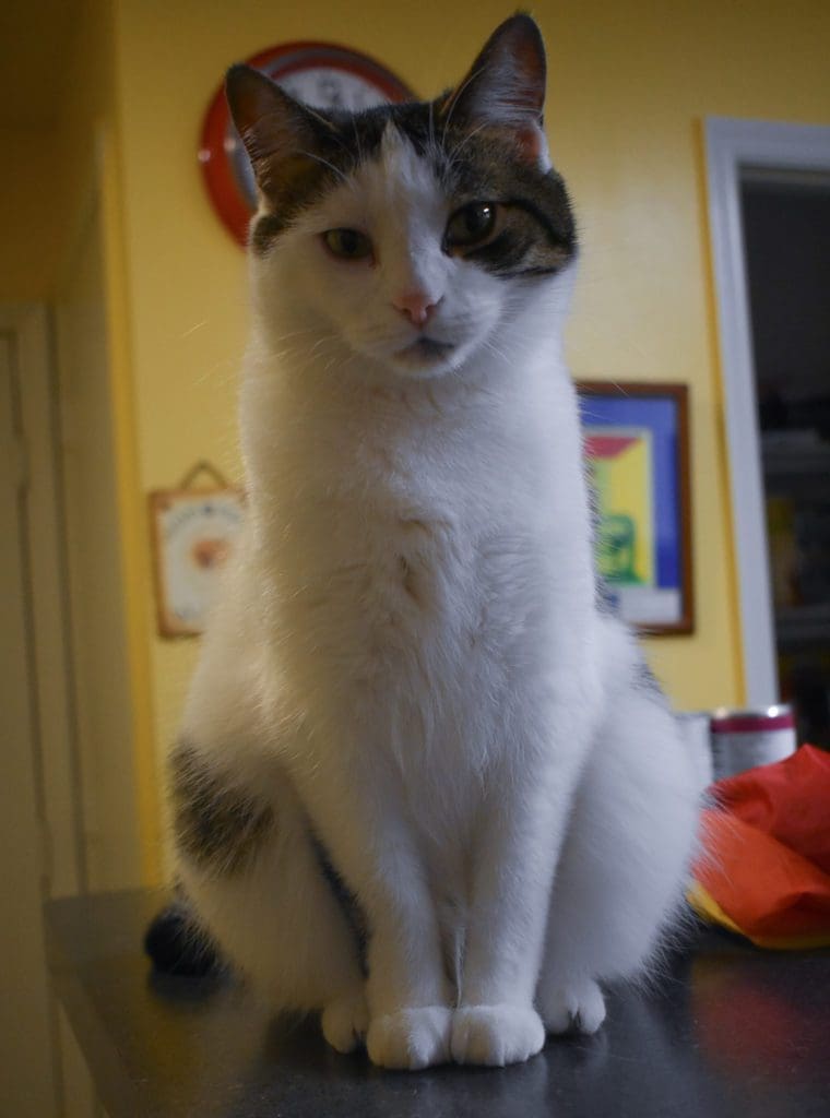Momma cat Dory in 2018
